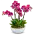 Elegantní sesadba orchideí